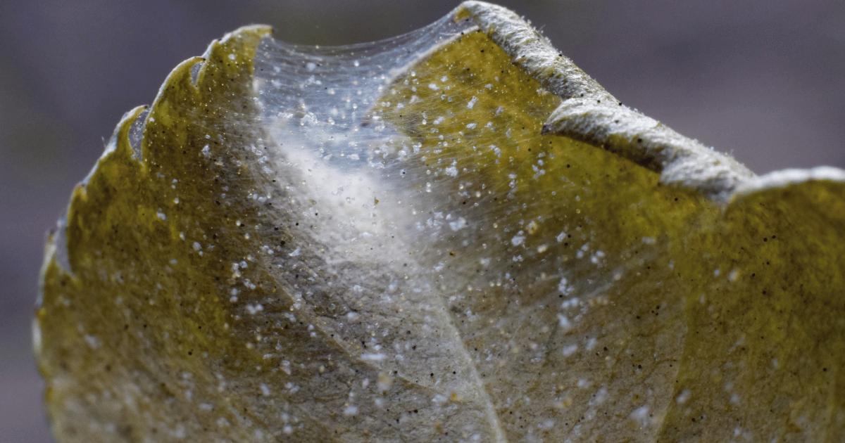 Spider mites colony on a leaf - Southern Seed Exchange