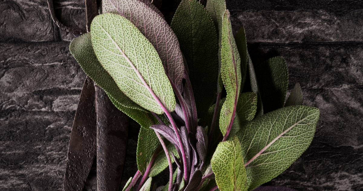 Sage Broadleaf - Southern Seed Exchange