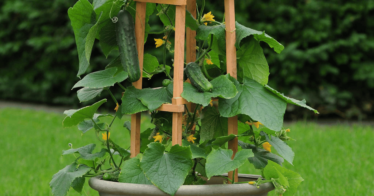 Spacemaster cucumbers growing in a pot container in a garden