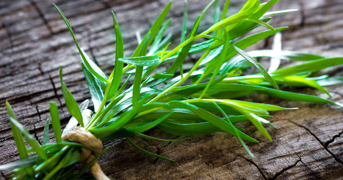 Tarragon - Southern Seed Exchange