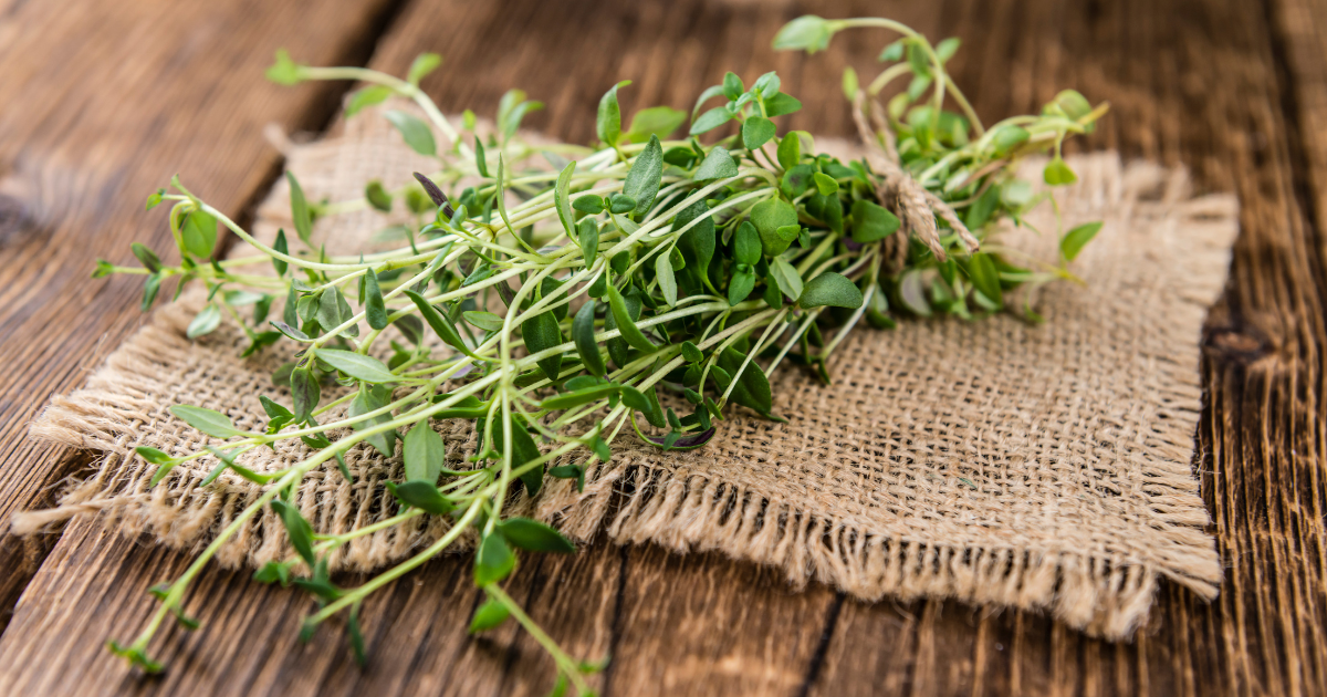 Thyme, Common - Southern Seed Exchange