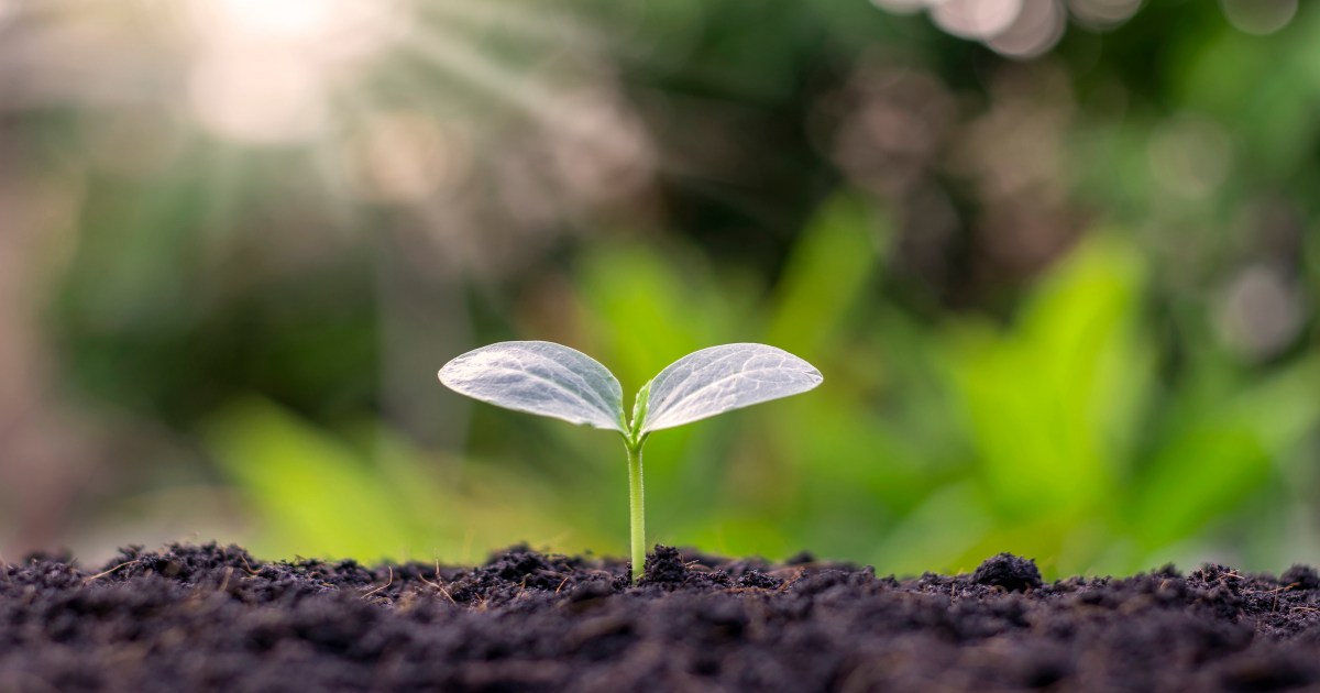 Seedling - Southern Seed Exchange