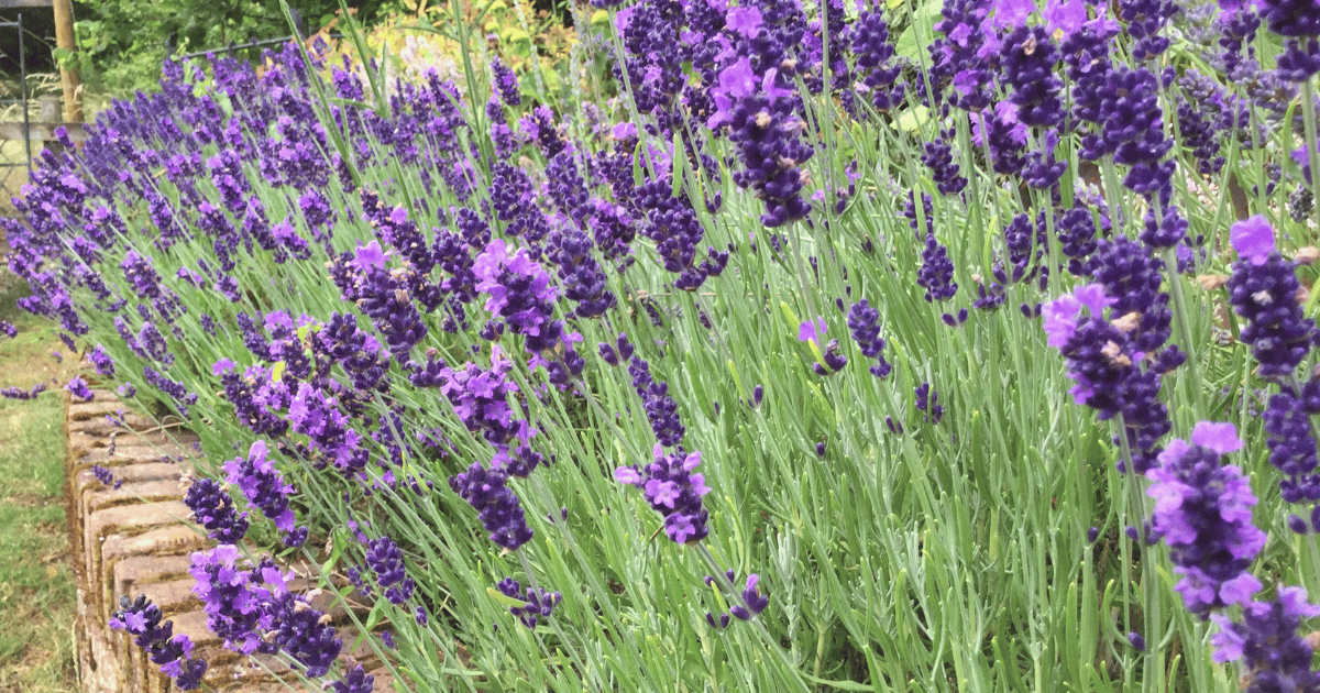 Lavender Hidcote flowers in landscape.