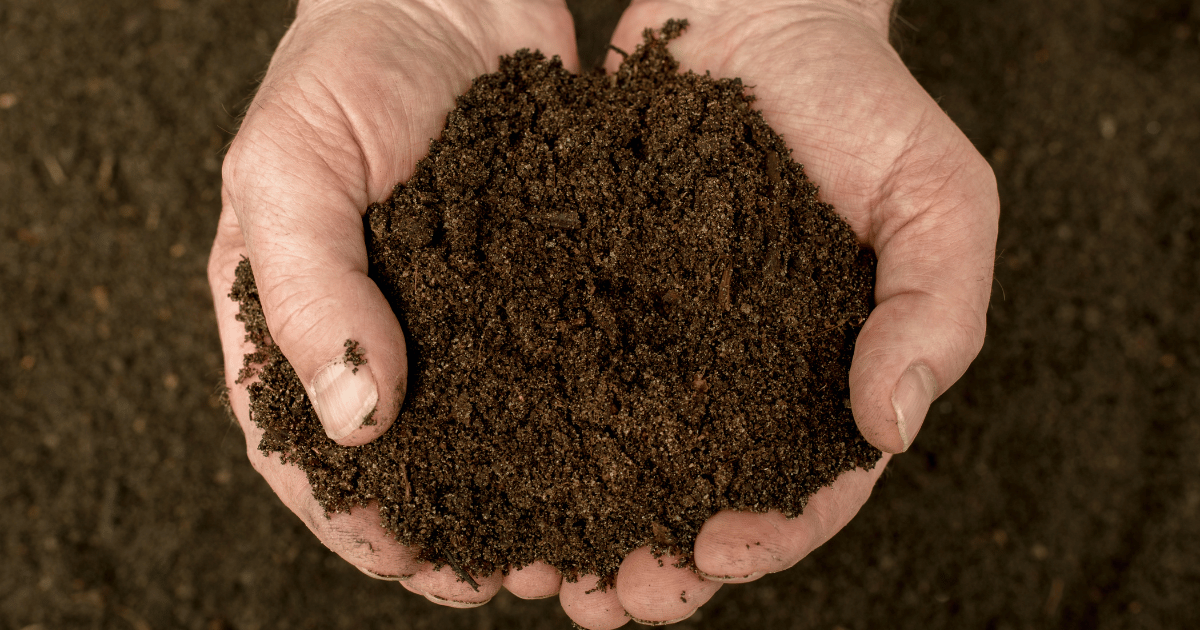 compost - natural fertilizer in the hand
