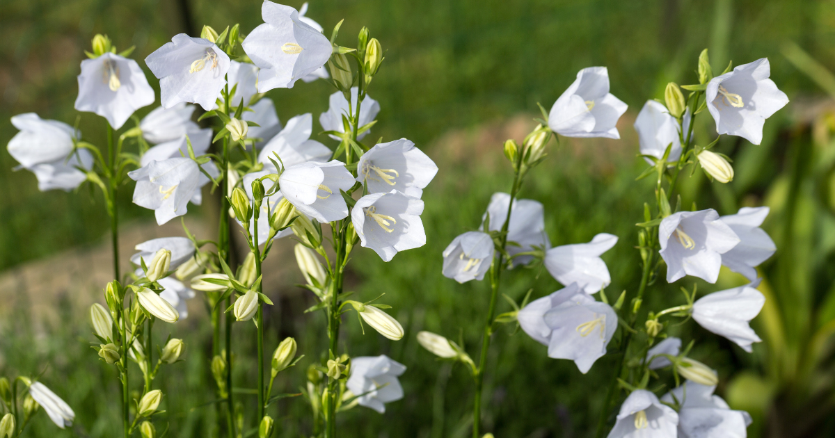 Canterbury Bell Flowers - Southern Seed Exchange