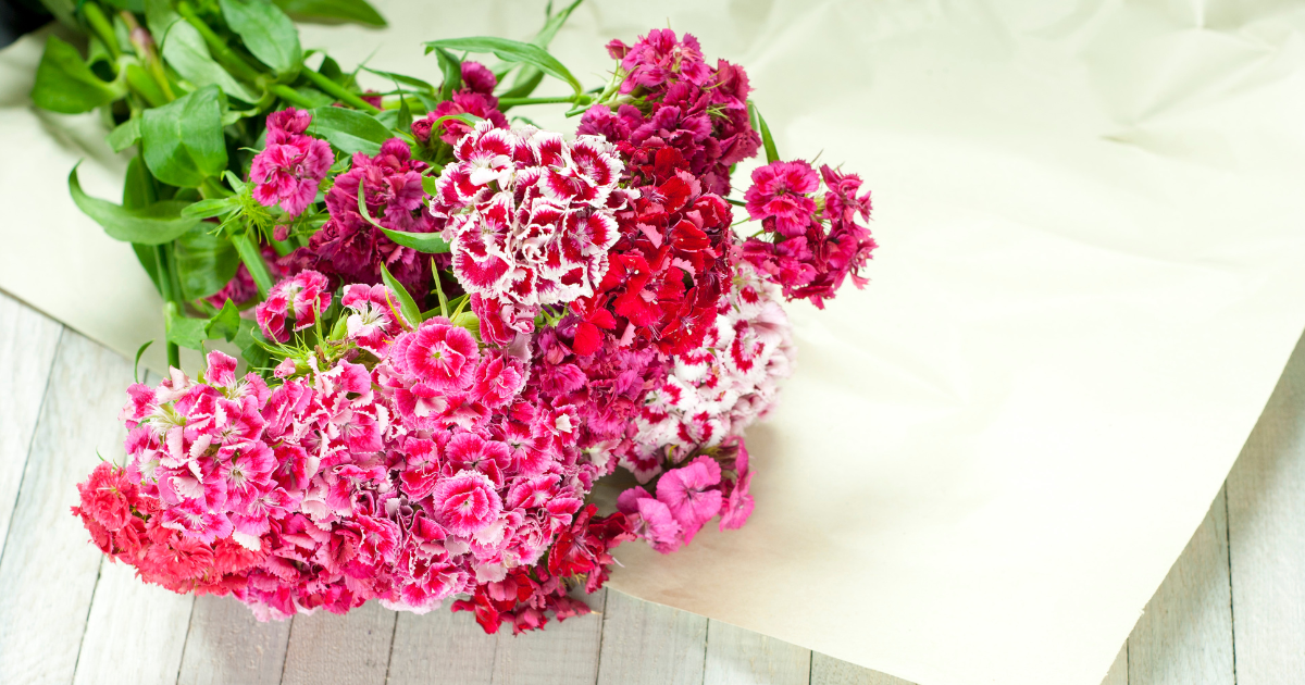 Sweet William flowers - Southern Seed Exchange