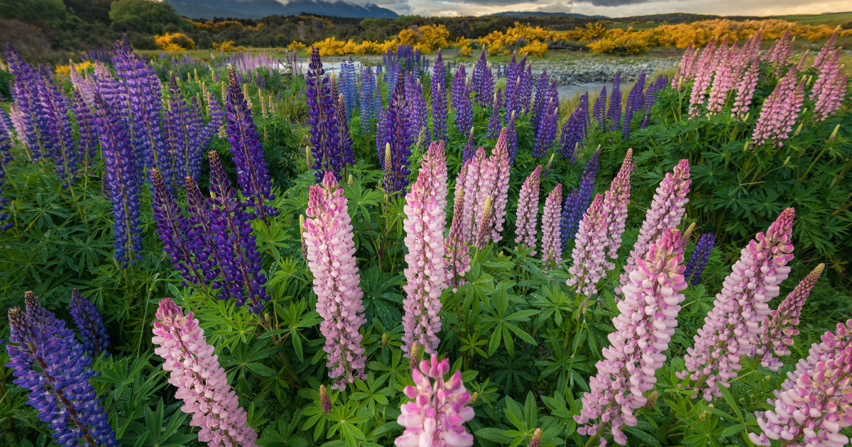 Lupine Russell - Southern Seed Exchange