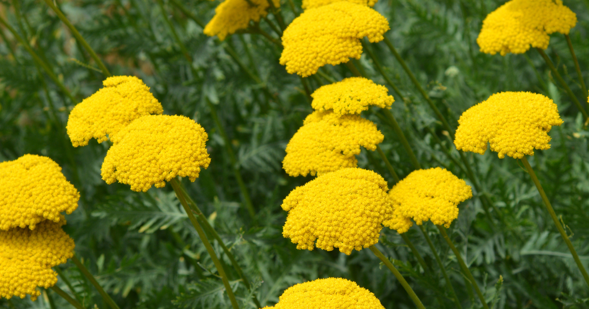 Yarrow, Golden Parker Flowers - Southern Seed Exchange