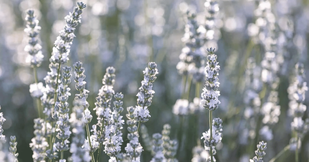 White lavender snow flowers