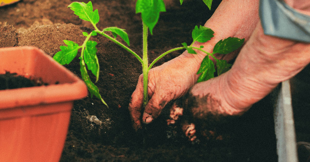 Gardner Planting Tomato Seedling to Compost in Greenhouse Bed