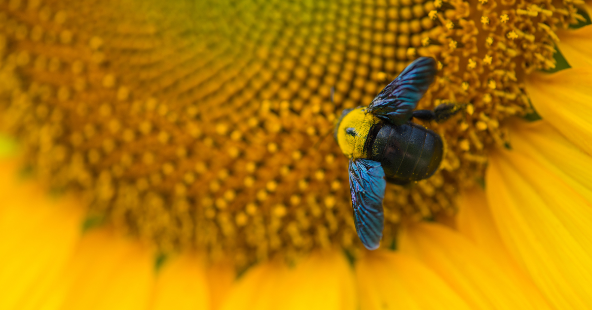 Sunflower and Bubble Bee - Southern Seed Exchange