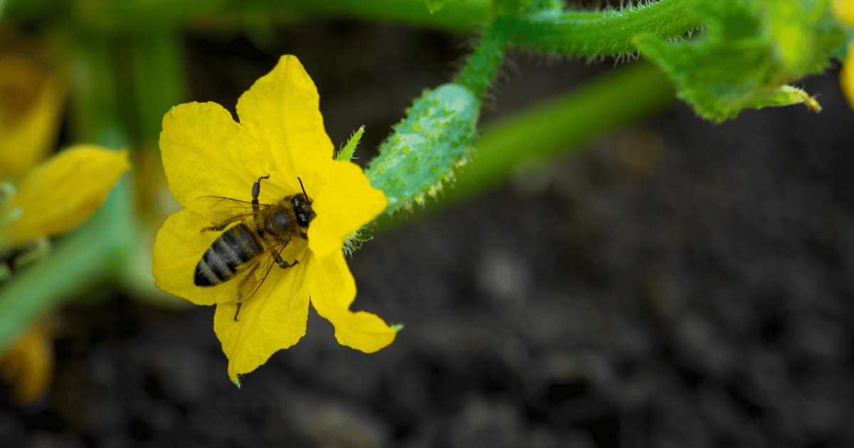 Young plant cucumber with bee on yellow flower on ground. Vegetables pollination - Southern Seed Exchange