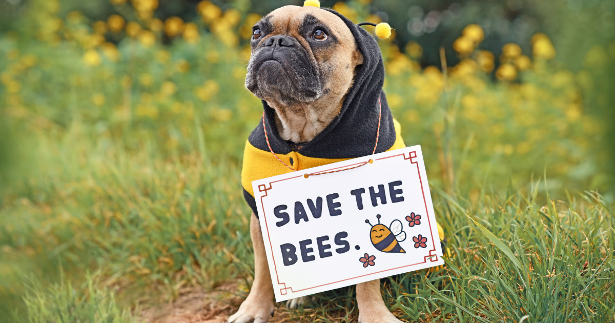 Pug Dog with Save the Bees sign - Southern Seed Exchange