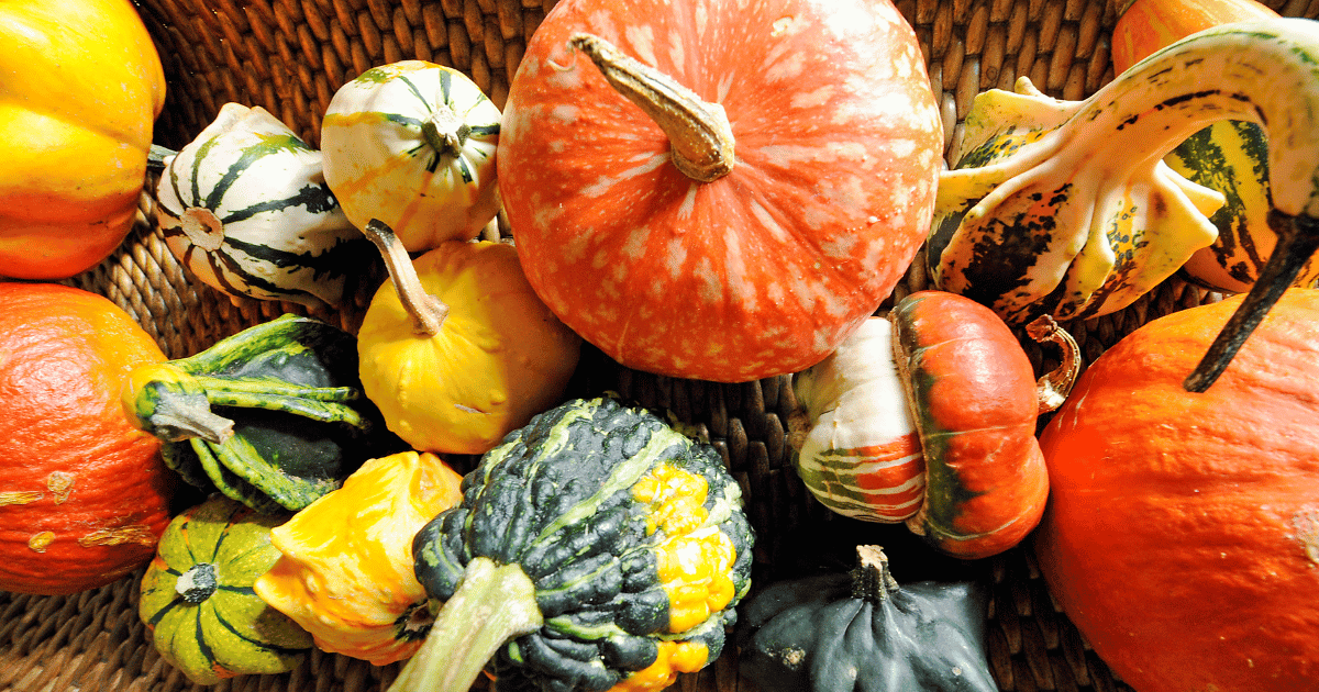 Gourds showing the genetic diversity of nature - Southern Seed Exchange