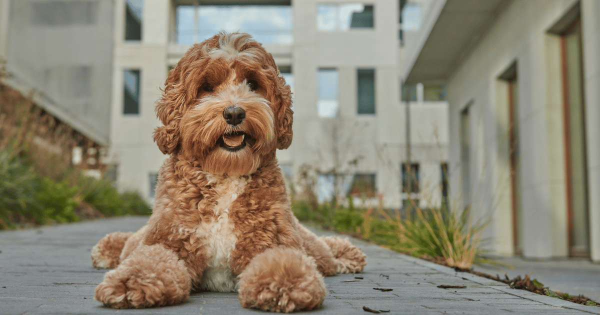 Labradoodle dog laying down in a town landscape