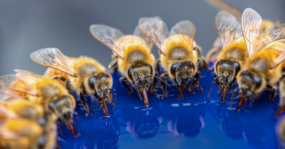 Bees Drinking - Southern Seed Exchange