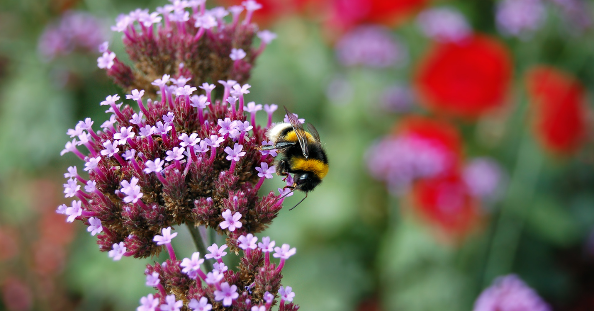 Bubble Bee on Vervain - Verbena - Southern Seed Exchange