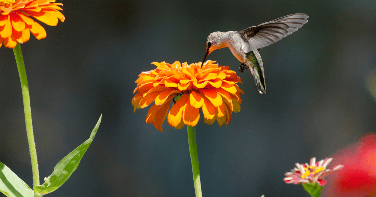 Hummingbird pollinating flowers - Southern Seed Exchange