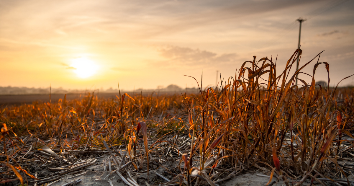 Crop Failure - Southern Seed Exchange