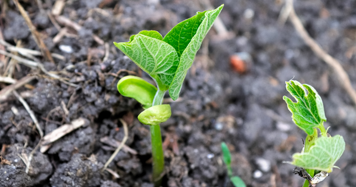 Cotyledons and first true leaves - Southern Seed Exchange