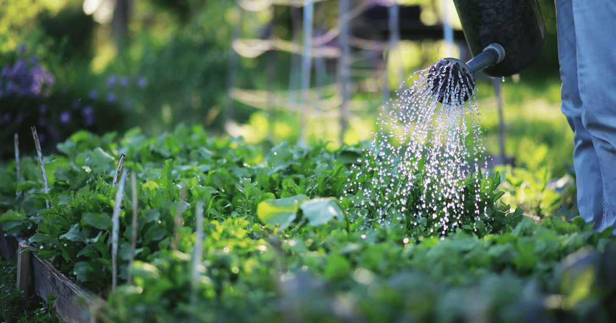 Watering Garden - Southern Seed Exchange