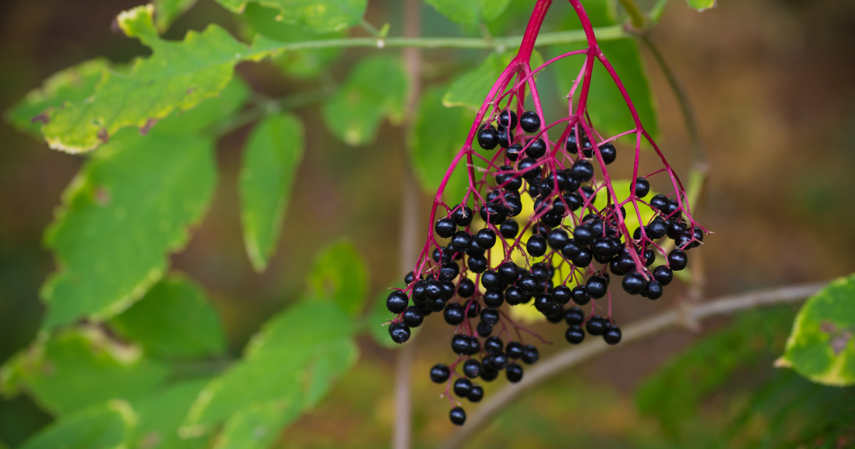 American Black Elderberry (Sambucus canadensis) - Southern Seed Exchange