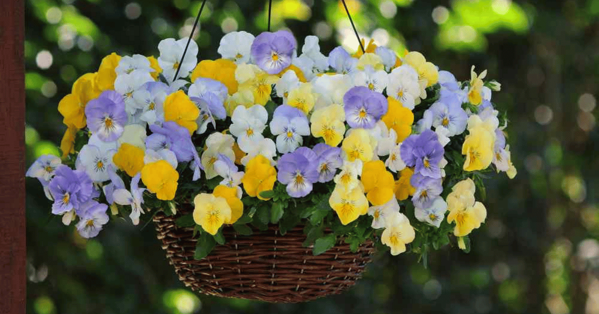 https://southernseedexchange.com/products/pansy-pastel-mix-100-seeds-heirloom-flower-viola-tricolor-adds-charm-and-elegance-to-gardens-and-containers