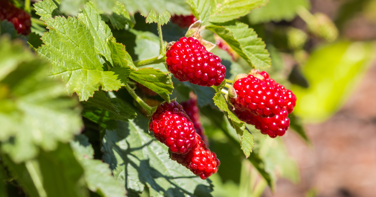 Loganberry on Loganberry Bush - Southern Seed Exchange