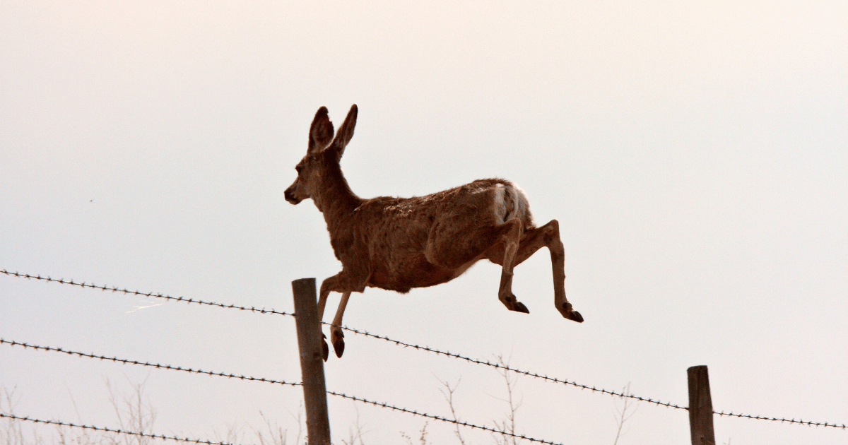 Deer Jumping Fence - Southern Seed Exchange