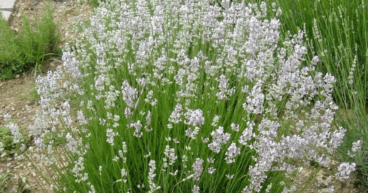 Pink lavender (rosea) bush