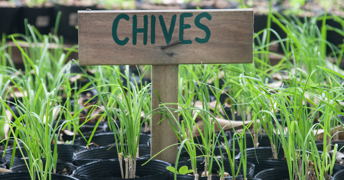 Common Chives - Southern Seed Exchange