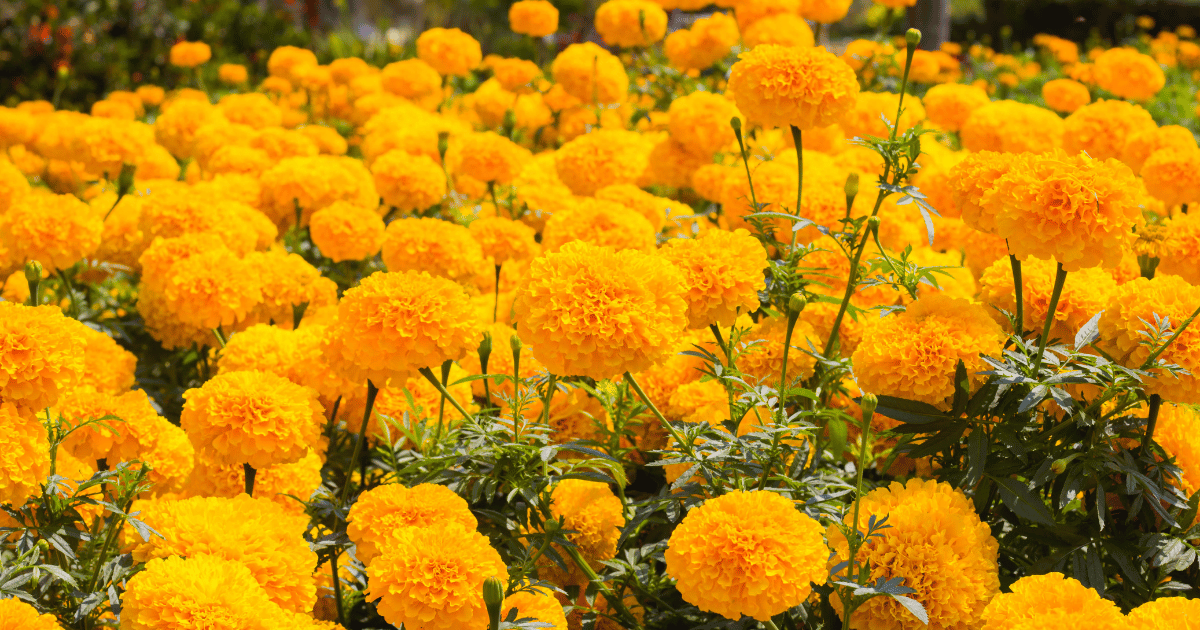 Marigold Flowers - Southern Seed Exchange