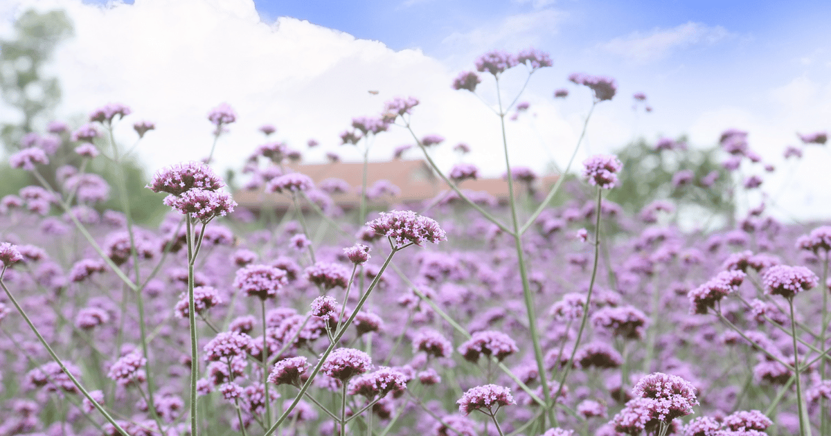 Vervain (Verbena) Purple Top Flowers - Southern Seed Exchange