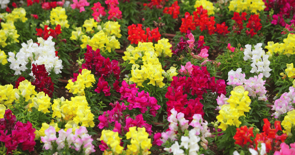 Snapdragon Tetra Mix Flowers - Southern Seed Exchange