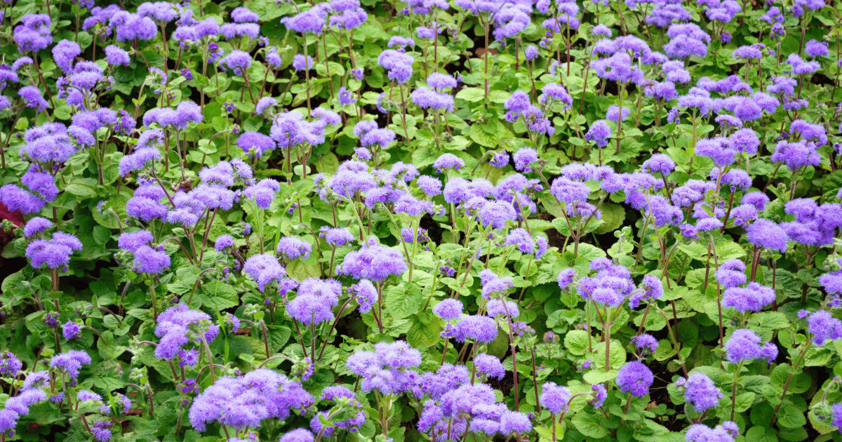 Ageratum - Floss Flower - Southern Seed Exchange