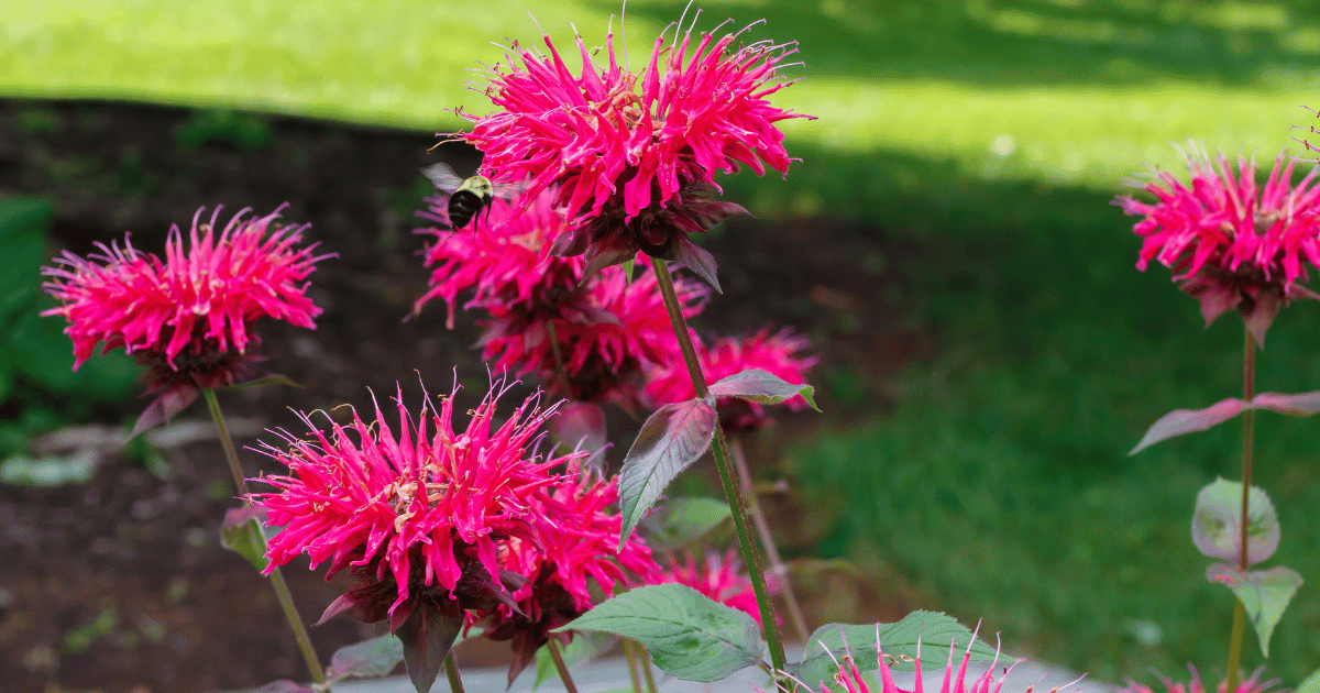 Bee Balm Flowers - Southern Seed Exchange