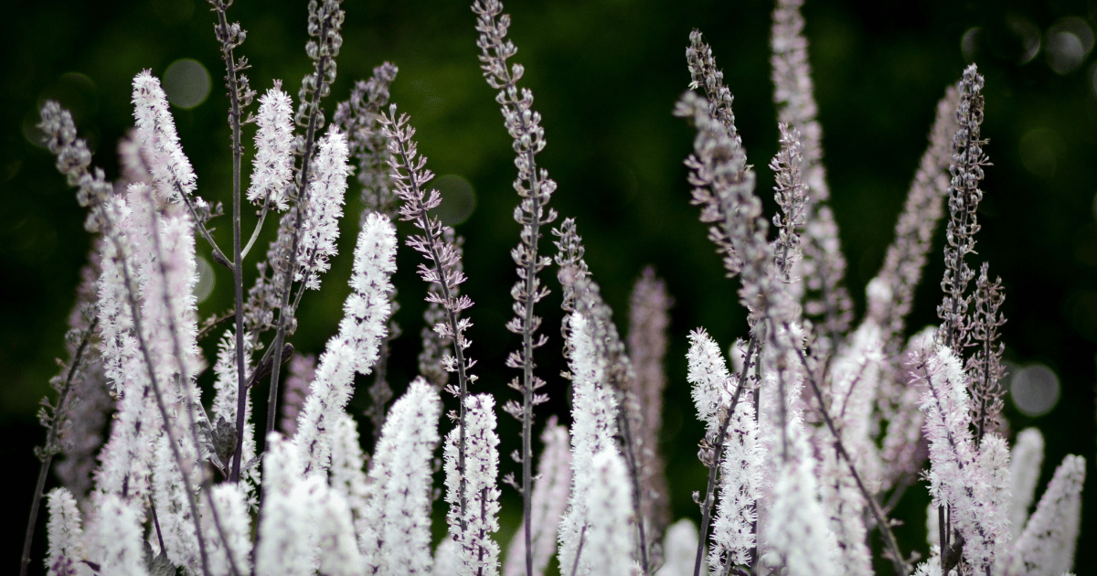 Black Cohosh - Bugbane (Cimicifuga ramosa) - Southern Seed Exchange