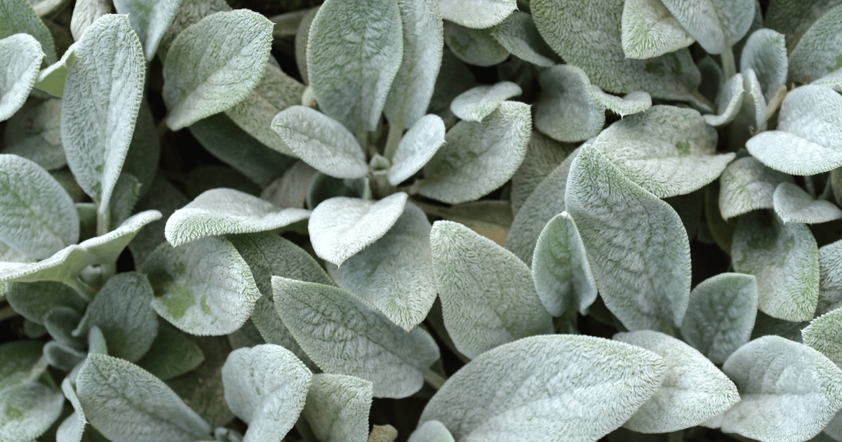 Lamb's Ear (Stachys byzantina) - 50 Seeds - Southern Seed Exchange