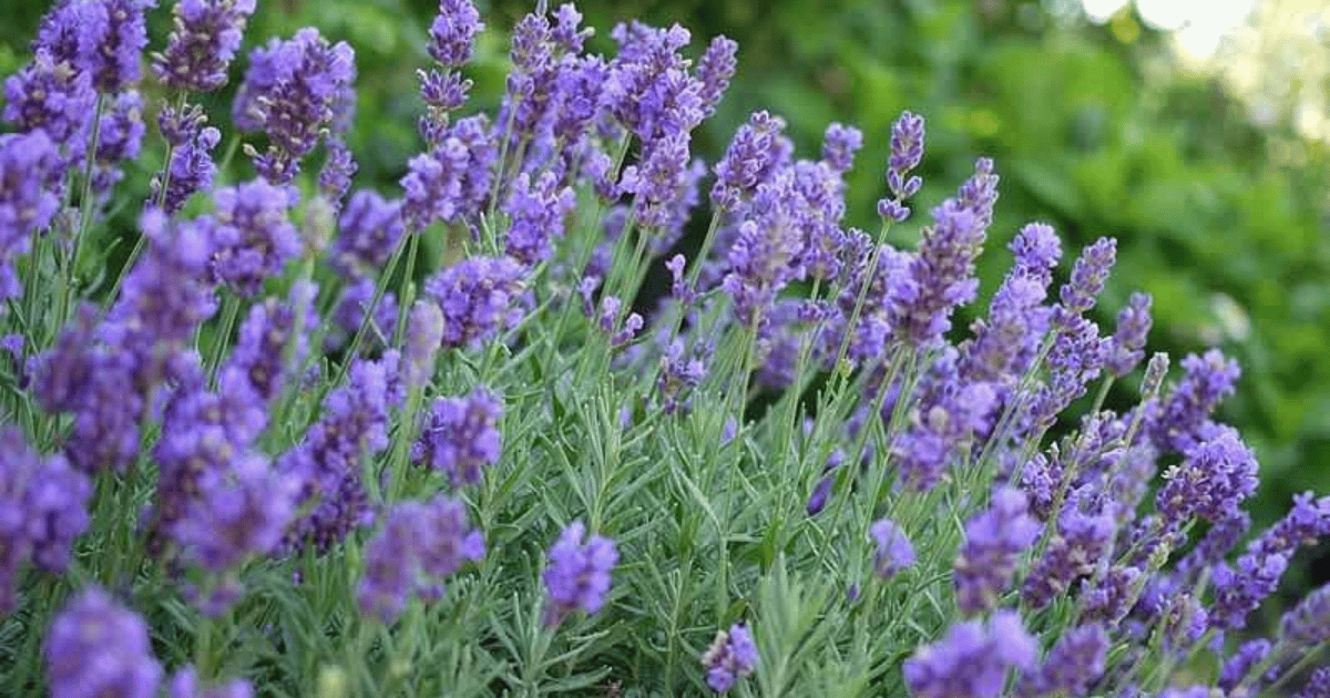 Lavender phenomenal flowers