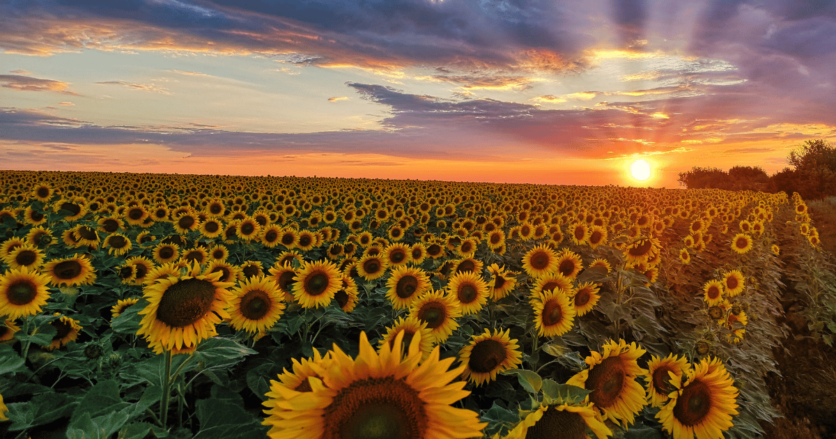 Field of Sunflowers at Sunset - Southern Seed Exchange