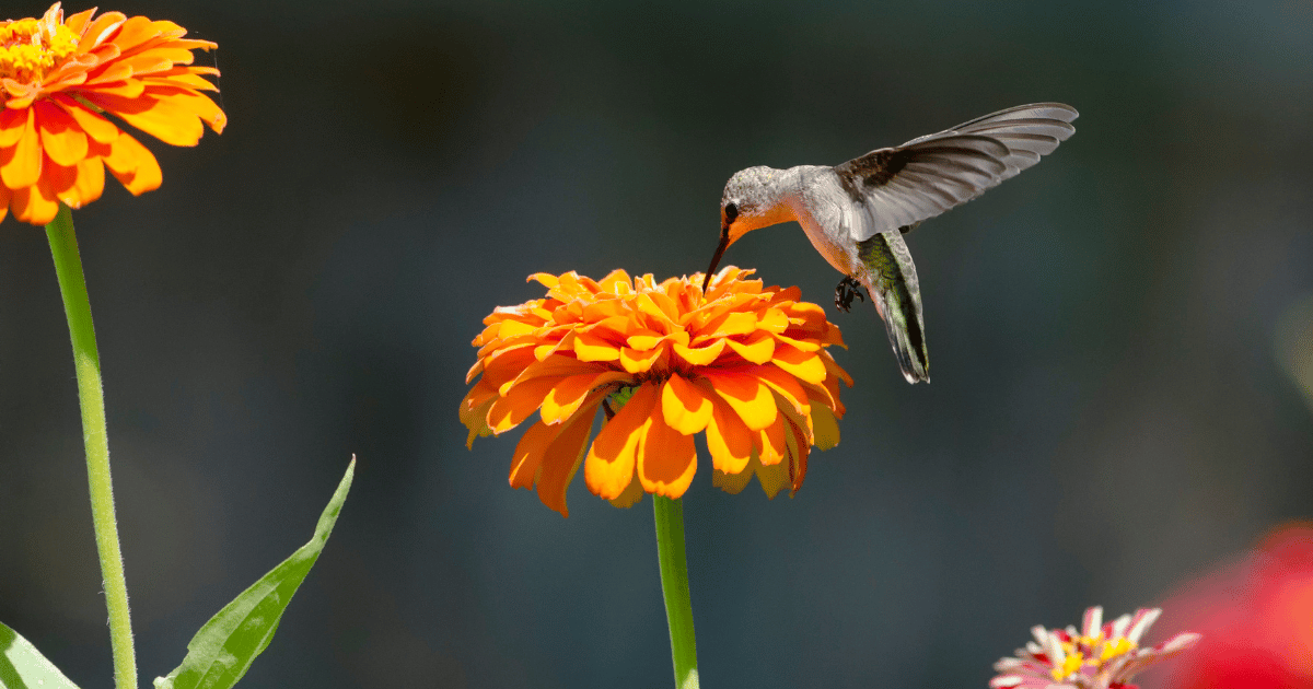 Hummingbird Feeding on Orange Zinnia - Southern Seed Exchange