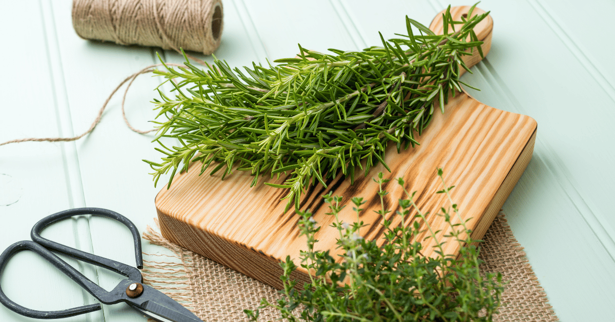 Bunches of rosemary and thyme with old fashioned scissors. Wood table background.