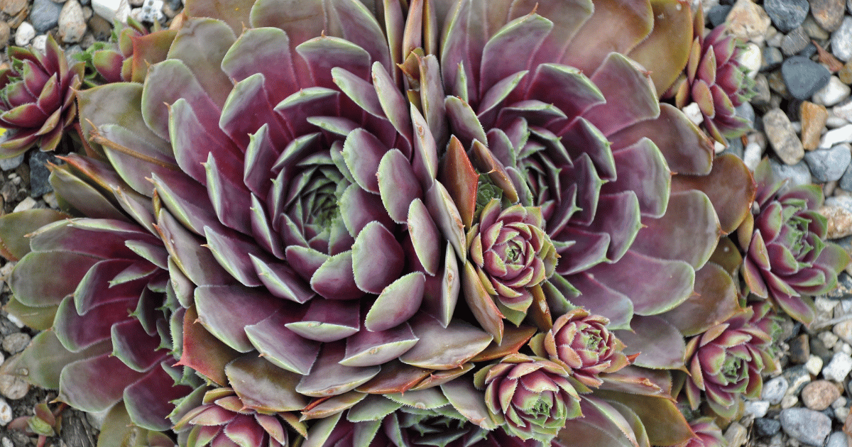 Hens & Chicks Succulents - Southern Seed Exchange