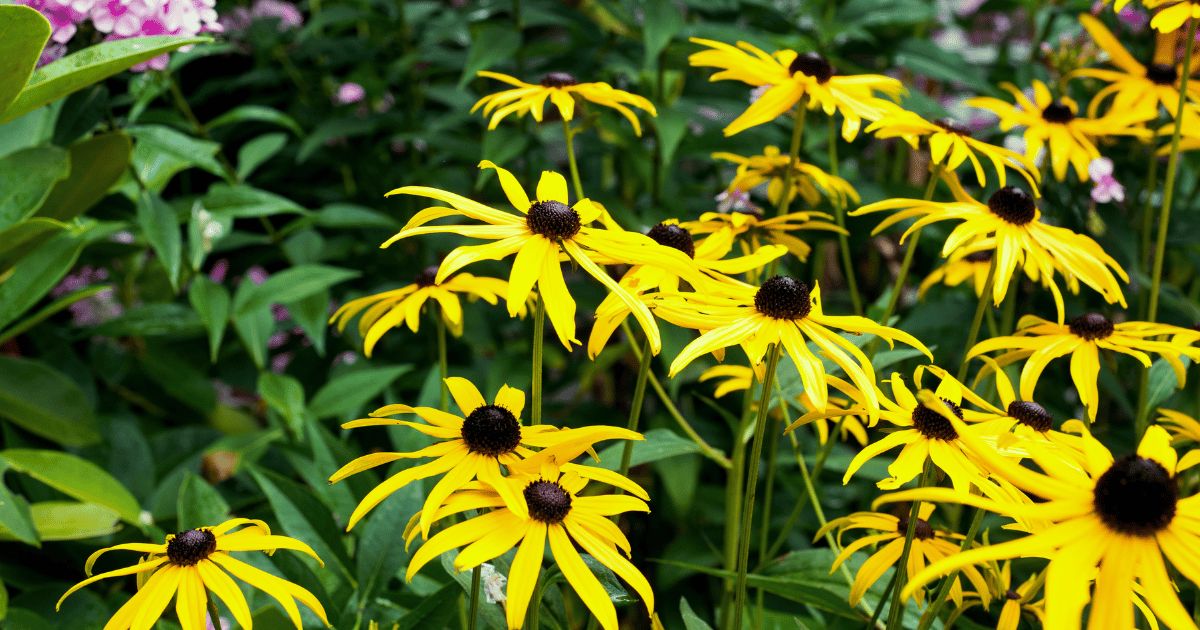 Black eyed Susans with pink flowers in background