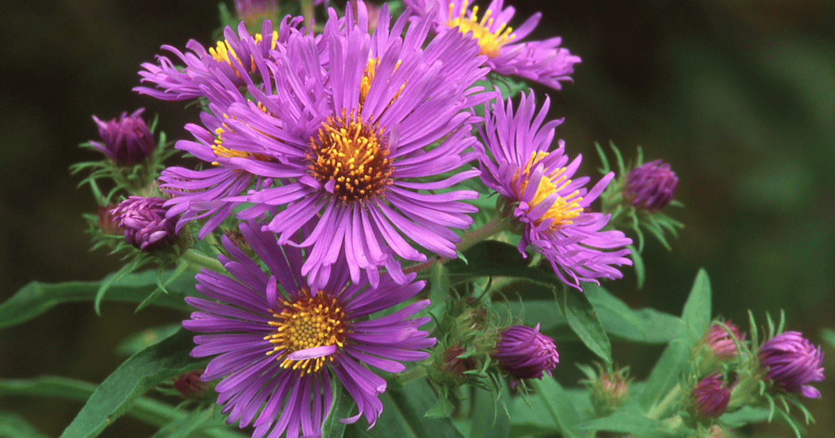 Aster, New England (Aster novae-angliae) - Southern Seed Exchange