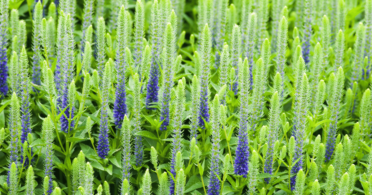 Veronica Spiked Speedwell, Veronica spicata 'Glory - Southern Seed Exchange