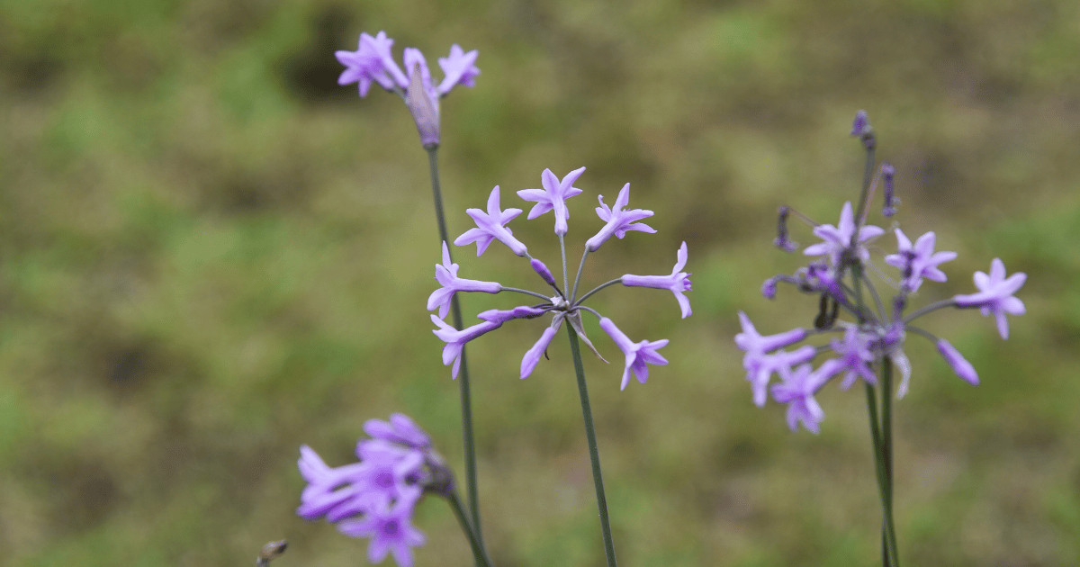 Society Garlic (Tulbaghia violacea) Flower - Southern Seed Exchange