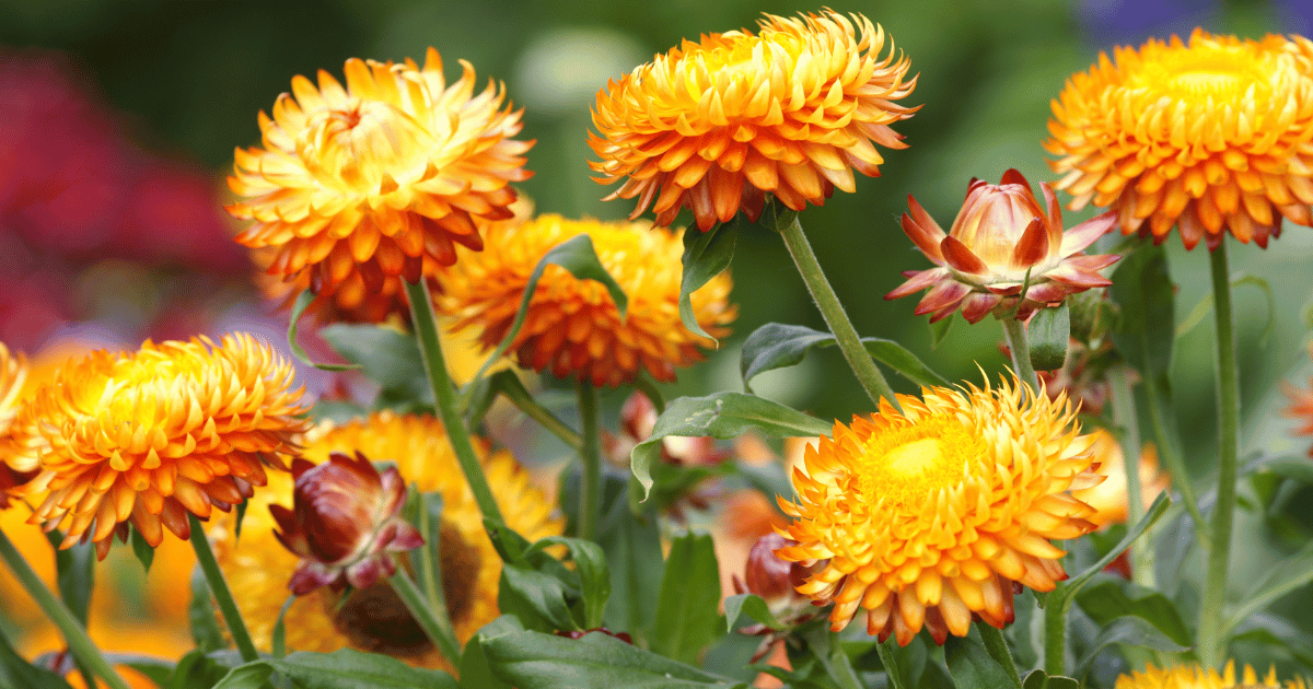 Orange colored strawflower - Southern Seed Exchange