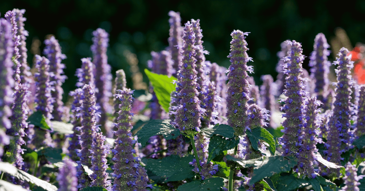 Anise hyssop (Agastache foeniculum) in the morning light. Southern Seed Exchange.