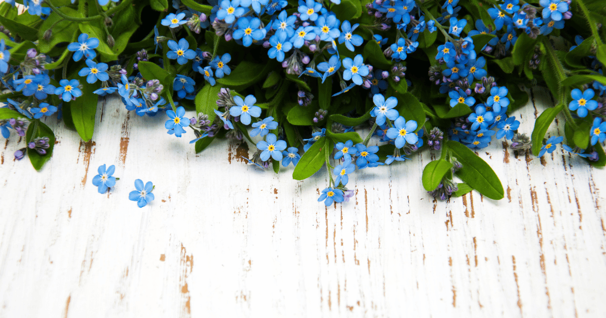 Forget Me Not (Myosotis) Flowers on a Wooden Background. Southern Seed Exchange.